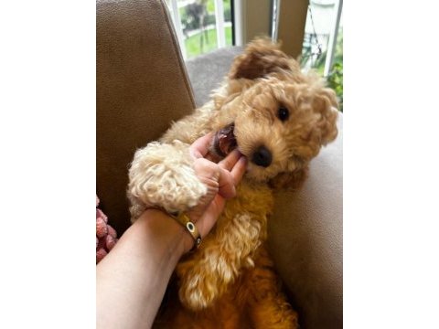 Poodle kızımız yeni yuvasını bekliyor