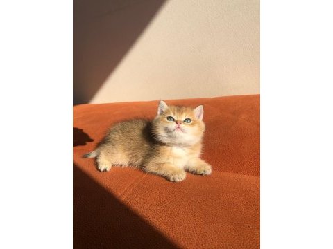 A kalite golden british shorthair bebekler
