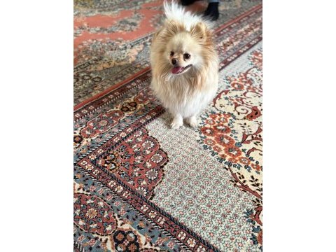 2 yaşında dişi pomeranian doğum tecrübeli
