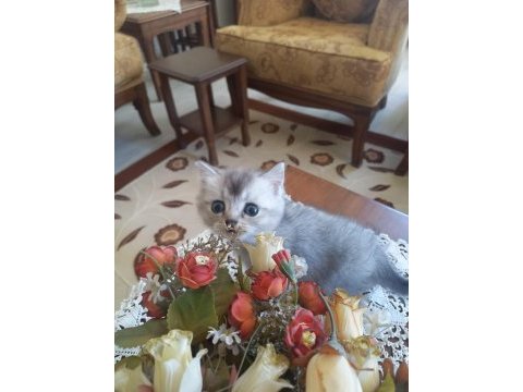 Safkan british shorthair bebişlerime yuva