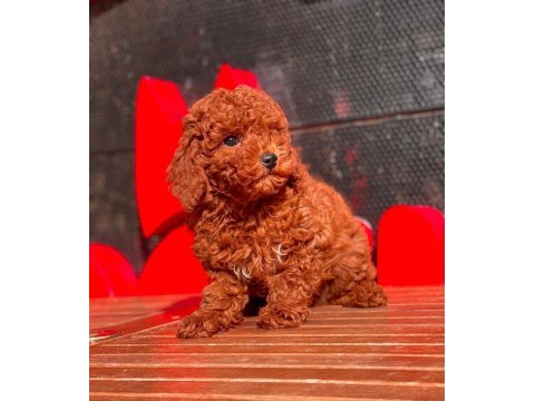 Red toy poodle yavrular
