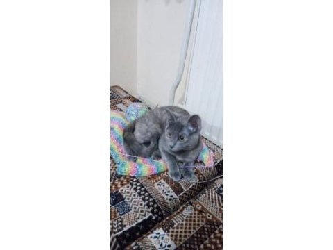Sakin sevgi dolu mavi rus kedisi