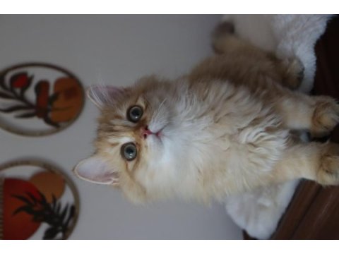 British longhair erkek kedimiz