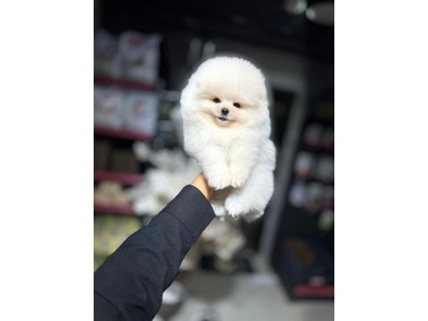 Ayı surat pomeranian boo