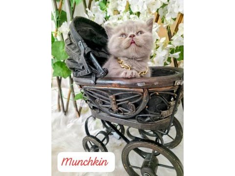 Munchkın cüce kedimiz