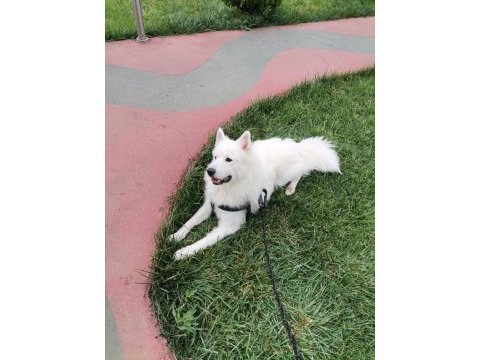 14 aylık erkek samoyed sahiplendirmek istiyoruz
