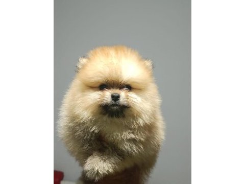 Pomeranian boo yavrularımız ırk ve sağlık garantili