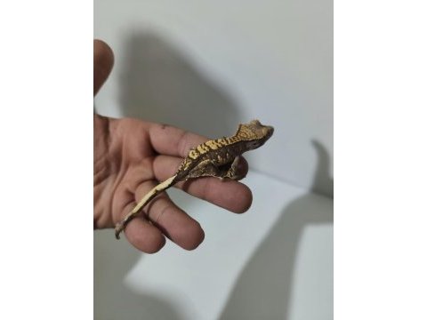 Crested ve leopard geckolar