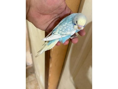 31 günlük oğlan bebek muhabbet kuşumuz