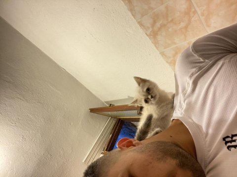 British shorthair kızıma acil yuva arıyorum