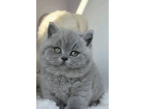 British longhair bebekler