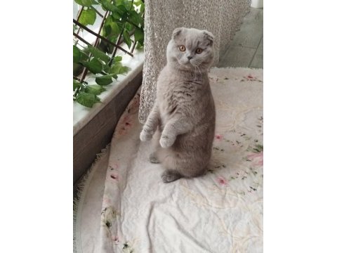 Kedimize dişi eş aranıyor