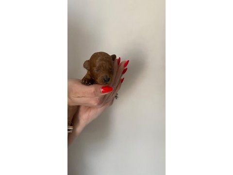 Teacup kore erkek yavrular