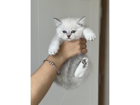 Hemen teslim british shorthair yavrum