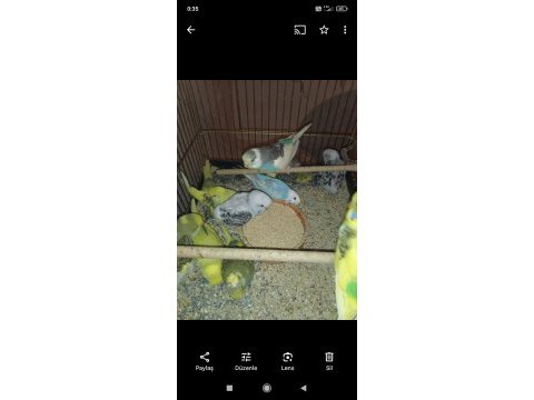 Ele ve kola alıştırmalık konuşturmalık ingiliz ırkı muhabbet