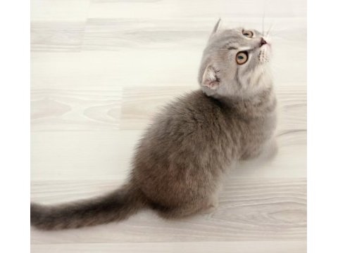 Gümüş yeni yuvasını arıyor scottish fold
