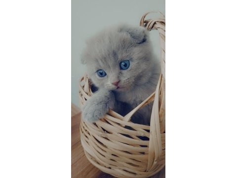 Yavru scottish fold
