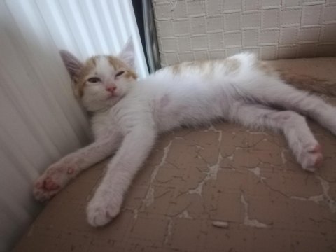 Ücretsiz yavru kedimizi sahiplendirme