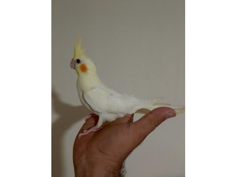 3 aylık sultan papağanı yavrular