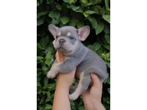 Harika fransız bulldog yavrular sizleri bekliyor