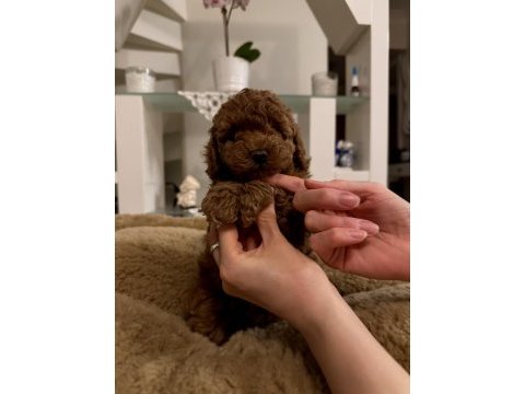Orjinal toy poodle