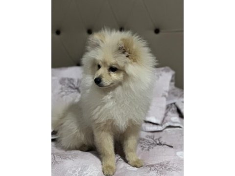 5 aylık pomeranian boo