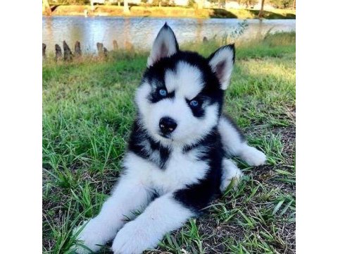 Husky mavi boncuklar gönülleri yakıyor