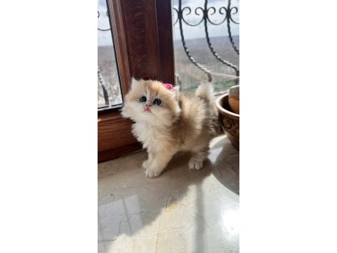 Safkan (wcf kayıtlı) golden british longhair yavrular