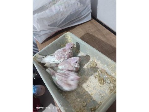 Albino sultan papağanı yavrular el beslemelik