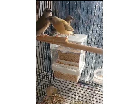 2024 ve 2025 çok bakımlı golden finch
