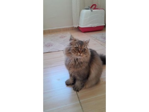 British longhair kedisi