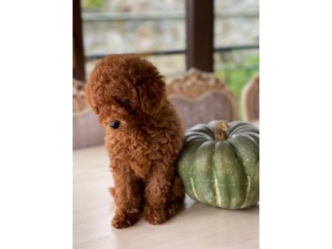 Sakarya toy poodle