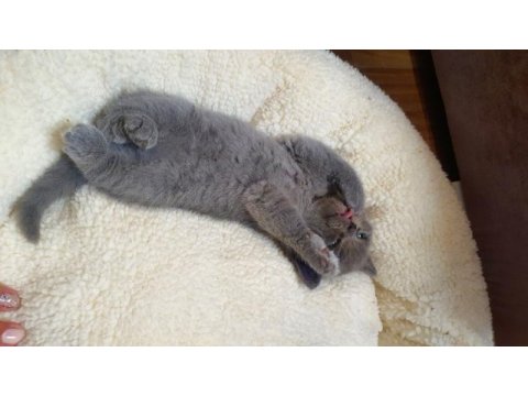 Erkek british longhair bebek