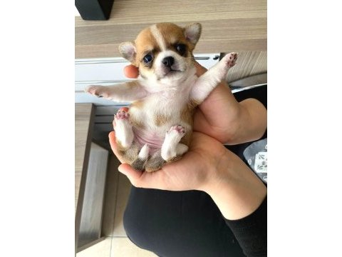 Evinizin neşesi olacak hareketli chihuahua yavrularım
