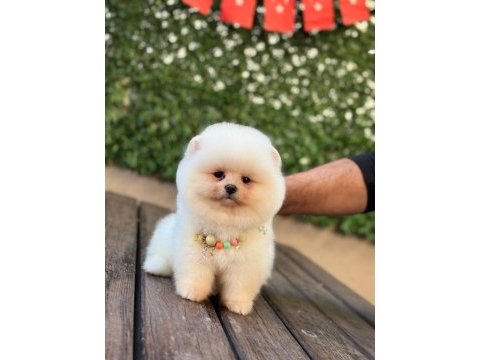 Dişi erkek üst kalite pomeranian bebekler