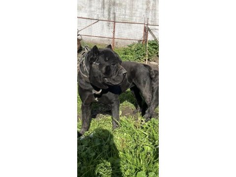 Cane corso üst sınıf