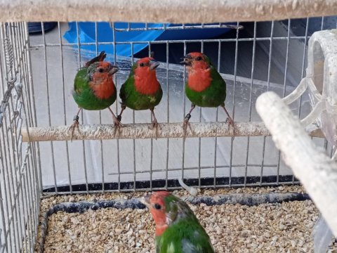 Lutino taşıyıcı parrotlar