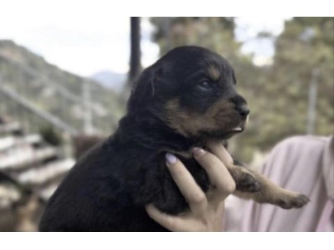 Rottweiler safkan bakımlı