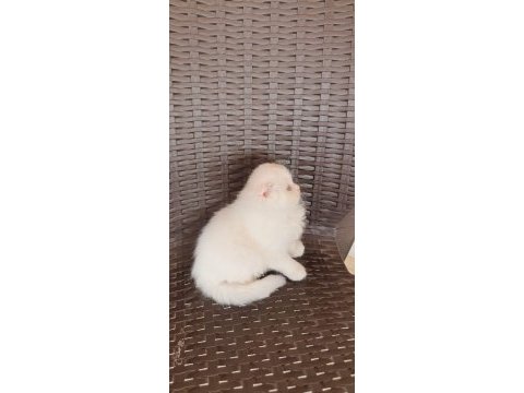 Ev ortamında büyüyen scottish fold
