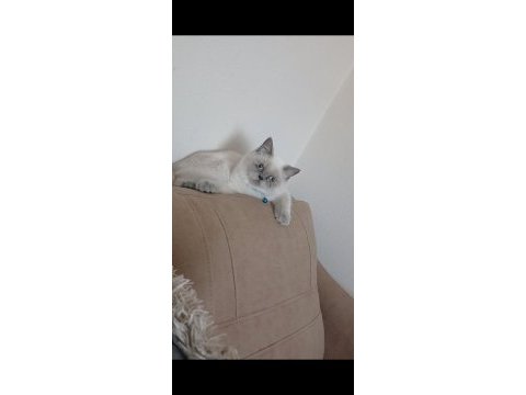 Blue point british shorthair