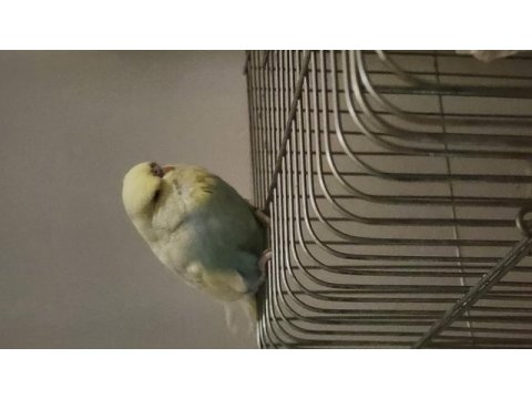 Bilezikli vasıflı jumbo muhabbet kuşu
