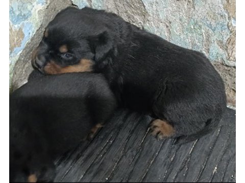 Dişi erkek ve dişi rottweiler yavrular