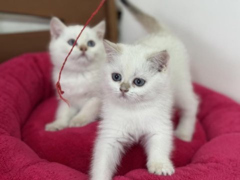 Ankaranın en elit british shorthair ve longhair yavruları