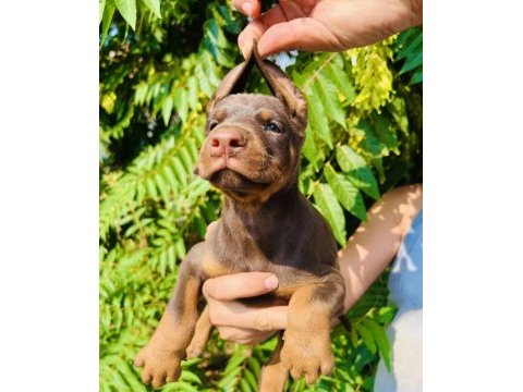 Premium kızıl doberman yavrusu