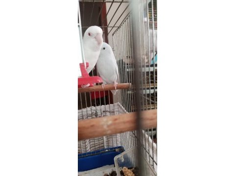 Albino kırmızı göz dişi forpus