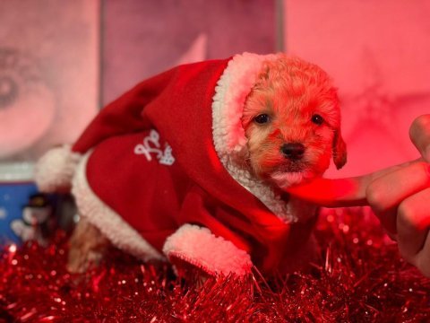 3 kg garantili maltipoo bebeklerimiz