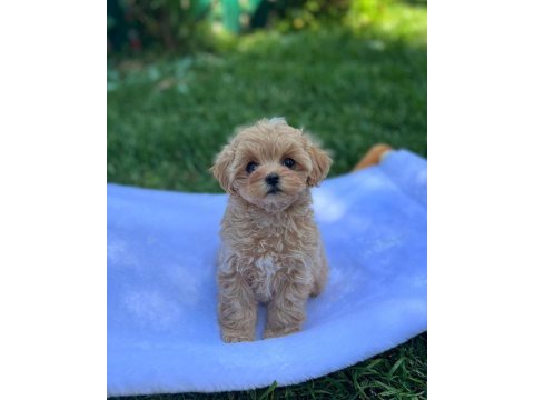 Dünya tatlısı f2 maltipoo yavruları