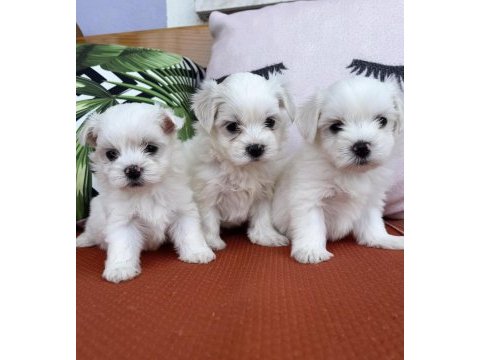 Kar beyaz mini boy orjinal maltese yavrularımız