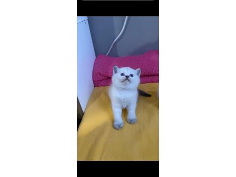 Safkan orjinal ırk british shorthair yavrularımız