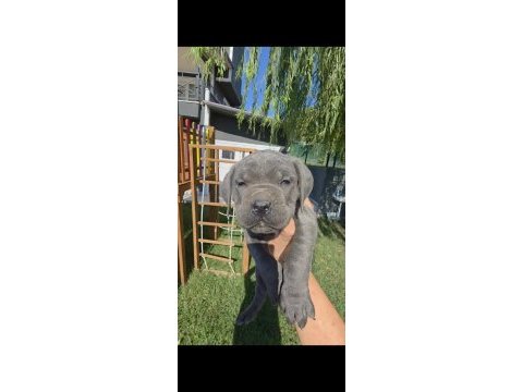 2 erkek cane corso siyah ve blue